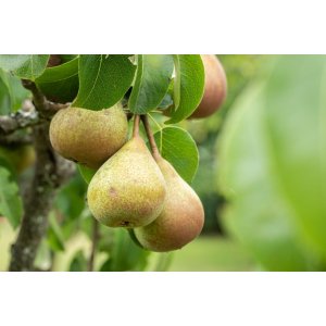 Hruška obyčajná (Pyrus communis) ´JANA´ zimná, výška: 130-150 cm, voľnokorenná 